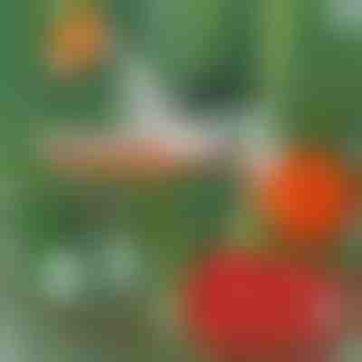 Profesionalni spenjač za privezovanje rastlin PLANTBRAND